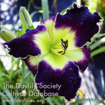 Daylily Purple Goliath